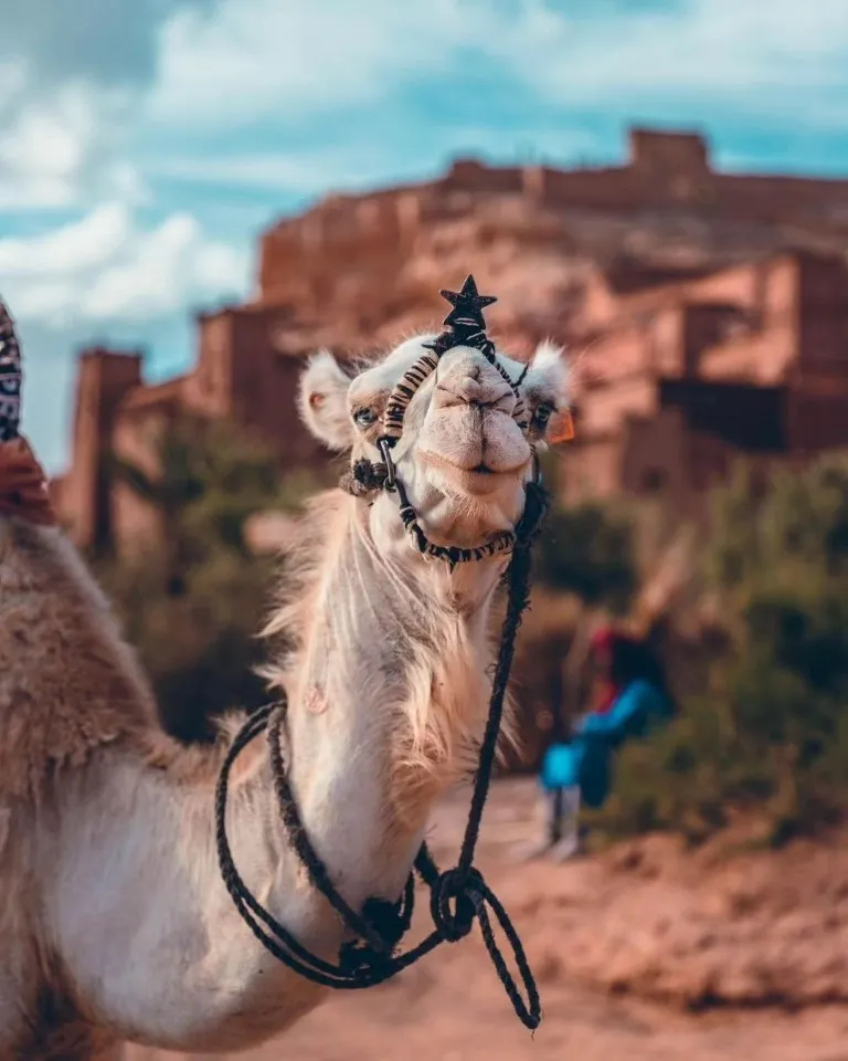 Morocco Tour FAQ